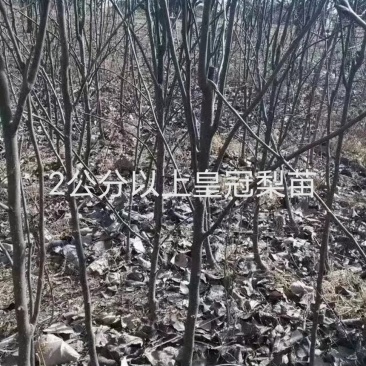 供应2公分以上皇冠梨苗，品种纯正，杜梨根系