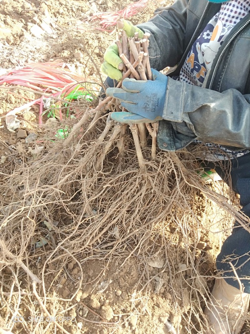 正综宝光葡萄苗中熟自然大粒大好管理，草莓香味，保纯保活