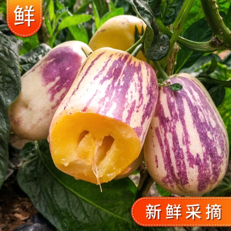 包邮民勤沙漠黄肉人参果现摘现发坏果包赔支持一件代发