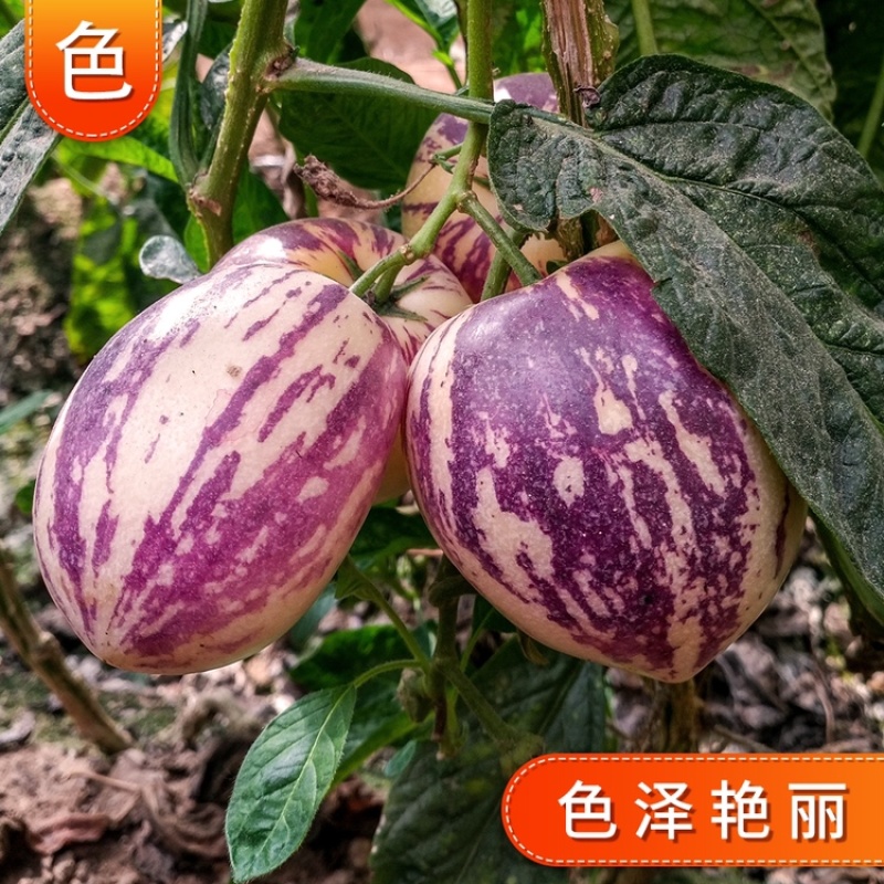 包邮民勤沙漠黄肉人参果现摘现发坏果包赔支持一件代发