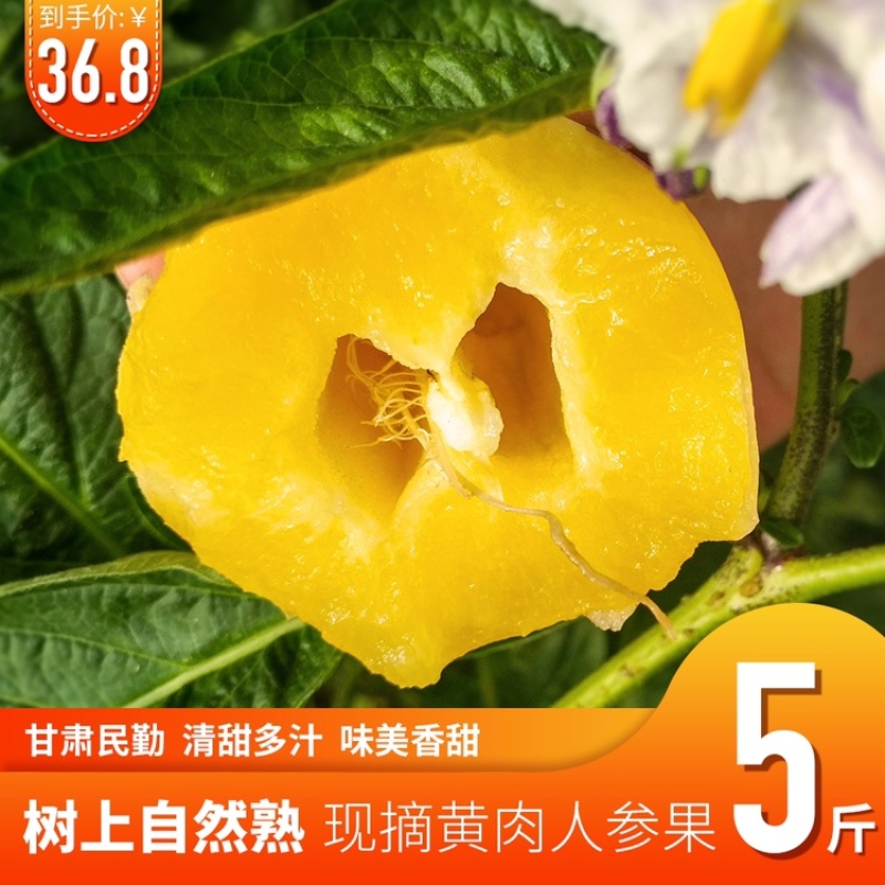 包邮民勤沙漠黄肉人参果现摘现发坏果包赔支持一件代发