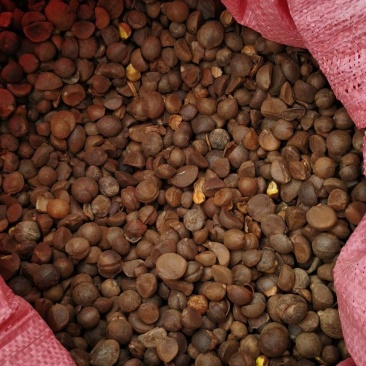 油茶籽茶油籽干籽