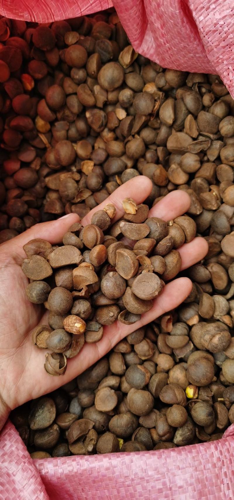 油茶籽茶油籽干籽
