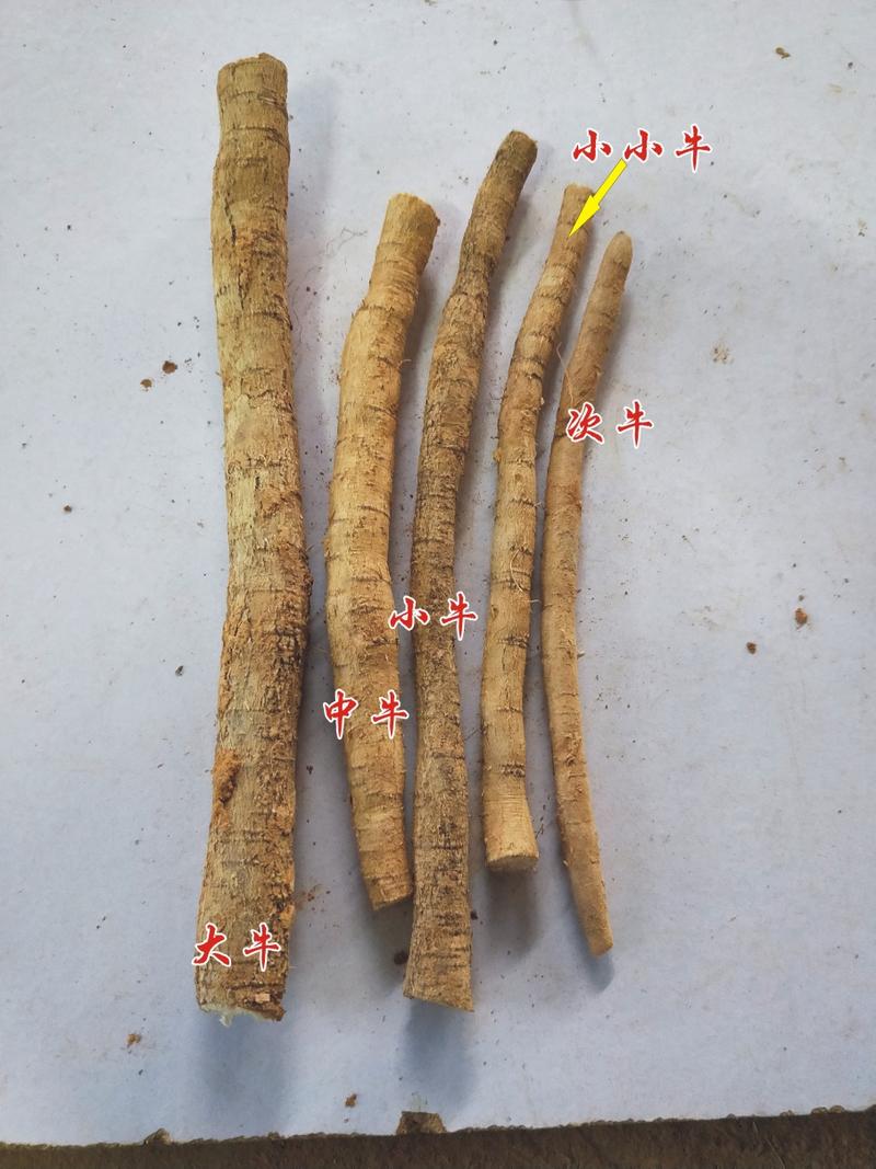 批发牛大力鲜货新鲜粉质牛大力薯中大叶品种长期供应