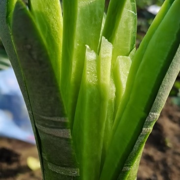 潍县萝卜，鲜樱现拔，人工免费，现拔，青萝卜，大量有货