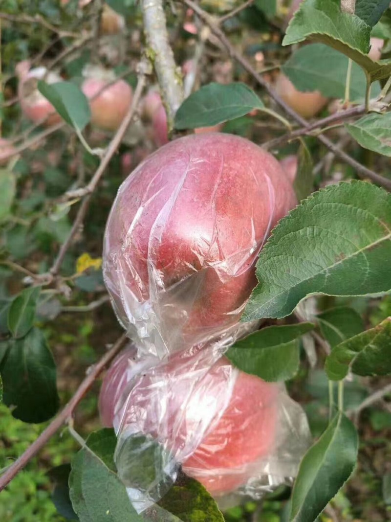 红富士苹果口感翠甜色度条红，片红，欢迎各届，老板参观