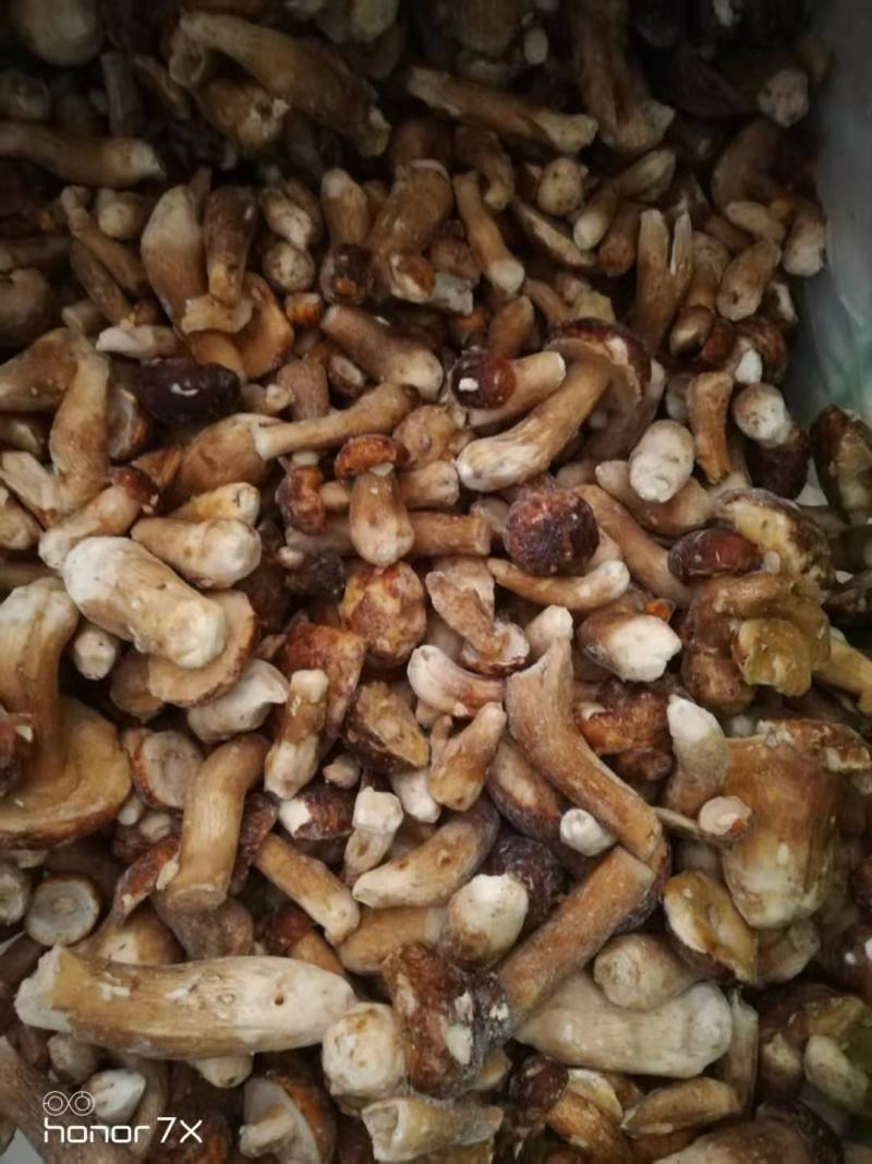 云南特产冰冻白牛肝菌美味牛肝菌大脚菇菌冻品产地直销
