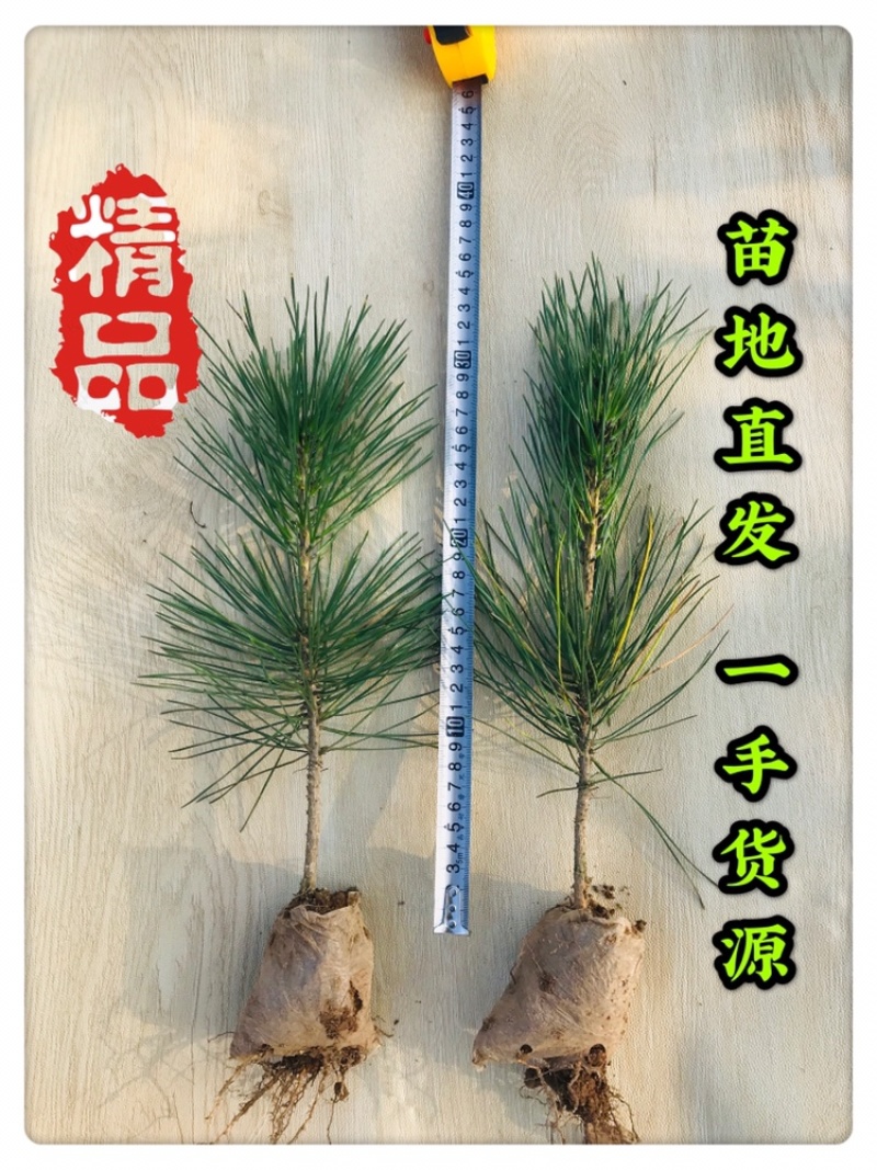 黑松小苗黑松苗种苗营养袋苗营养杯苗松树苗