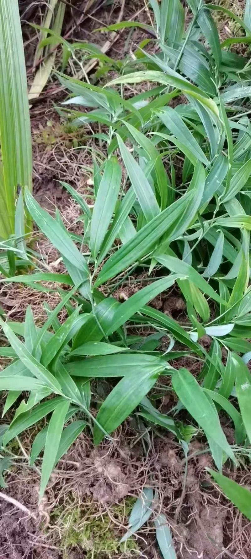 黄精苗黄精子育苗1到3年苗