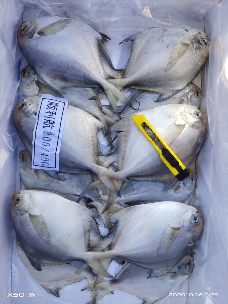 白鲳鱼今年新货质量好