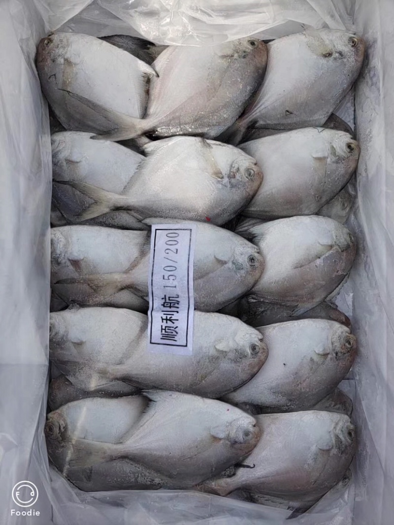 白鲳鱼今年新货质量好