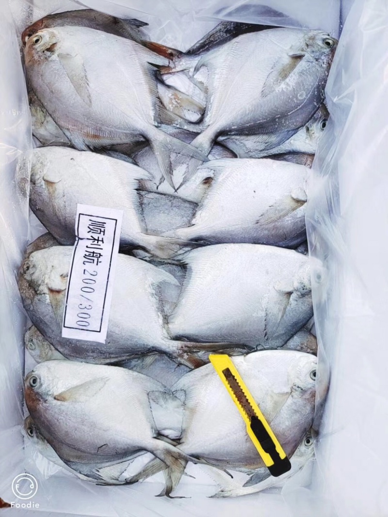 白鲳鱼今年新货质量好