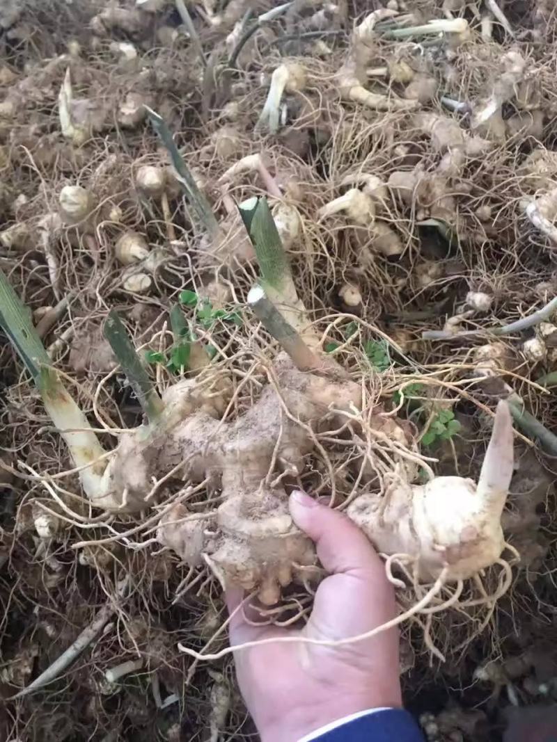 黄精，云南山货黄精鲜货