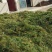 伸筋草云南野生伸筋草伸筋草