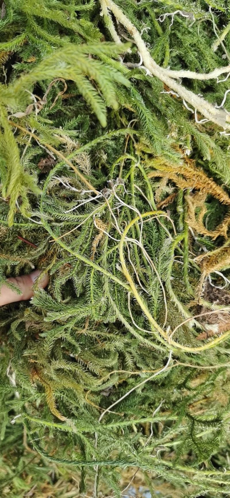 伸筋草云南野生伸筋草伸筋草