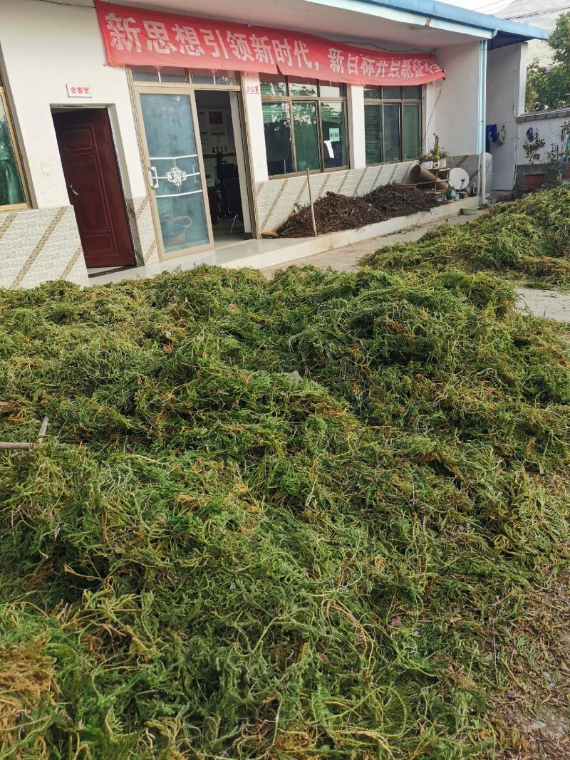 伸筋草云南野生伸筋草伸筋草
