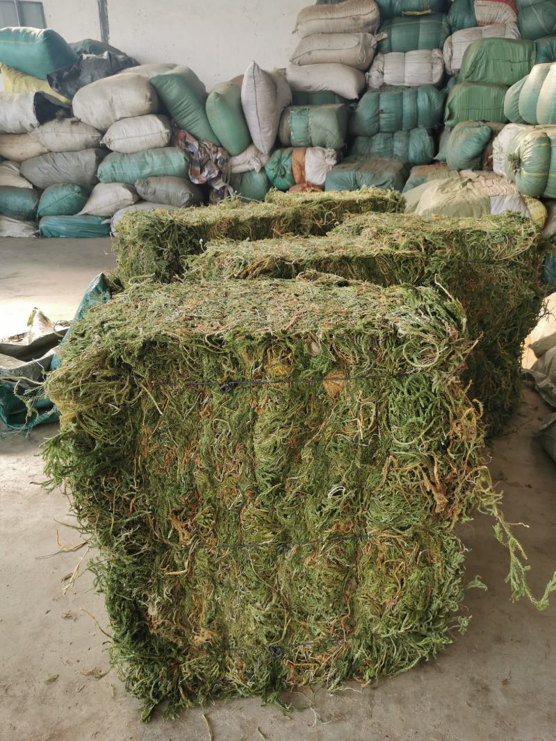 伸筋草云南野生伸筋草伸筋草