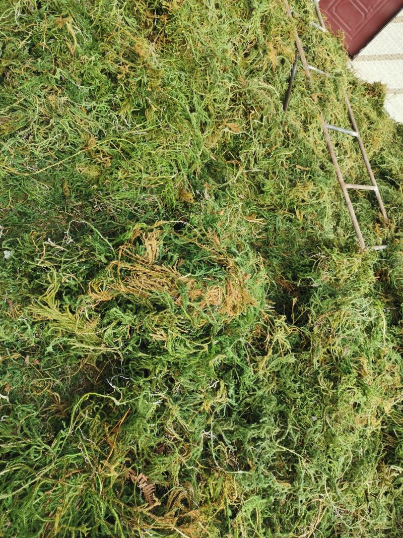 伸筋草云南野生伸筋草伸筋草