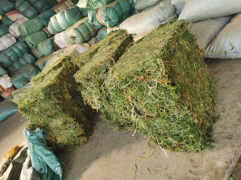 伸筋草云南野生伸筋草伸筋草