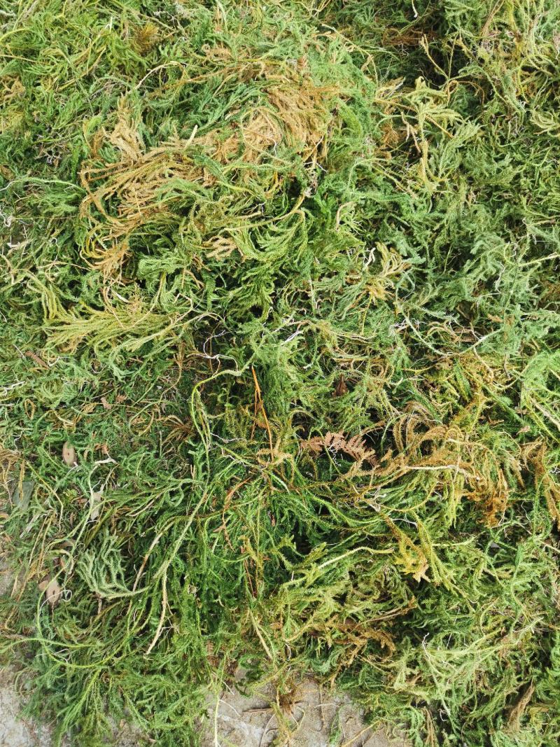 伸筋草云南野生伸筋草伸筋草