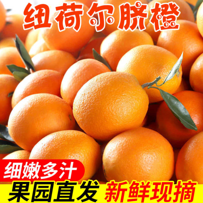 秭归脐橙/伦晚/纽荷尔/圆虹长虹/血橙果园现摘个大口感甜