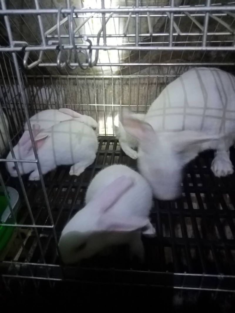 【精选】货源稳定可长期供货种兔商品兔幼兔提供养殖技术