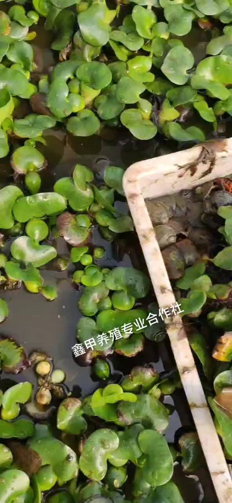 外塘甲鱼苗包成活率95%