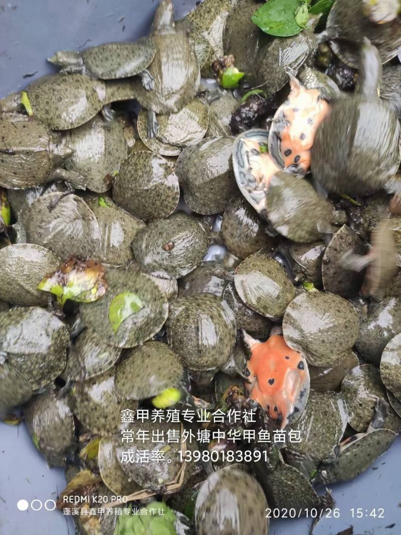 外塘甲鱼苗包成活率95%