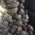 外塘甲鱼苗包成活率95%