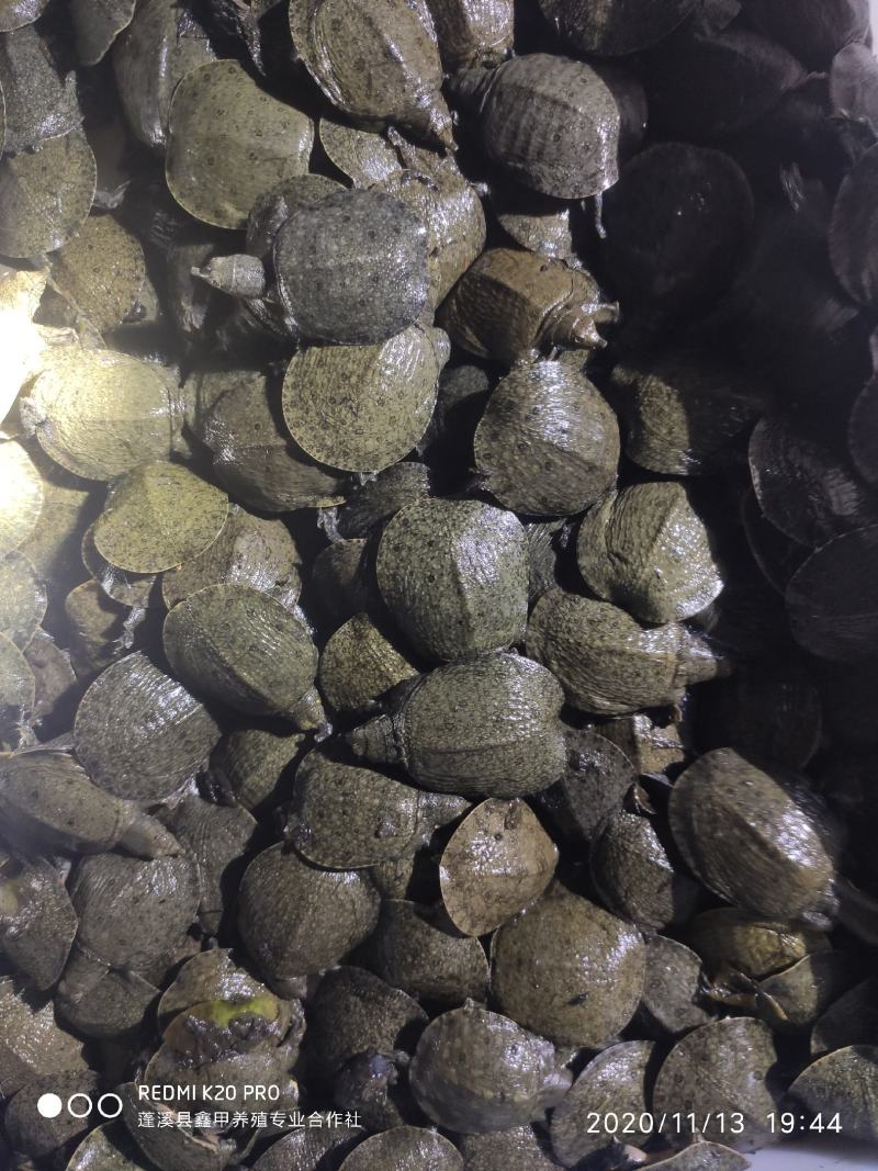 外塘甲鱼苗包成活率95%