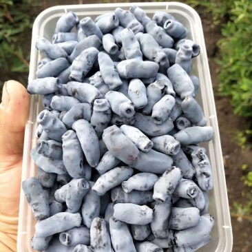 【有好货样品】蓝靛果树苗大果粒蓝靛果品种山茄子苗马奶子苗