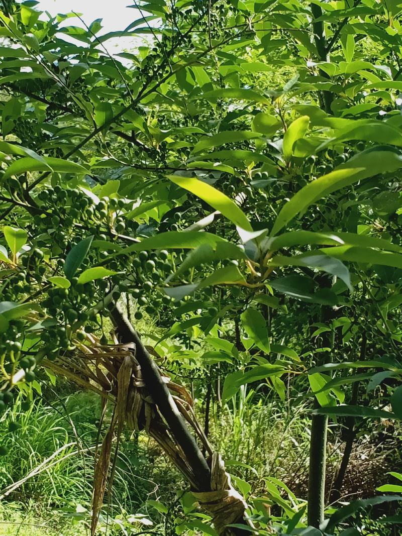 木姜苗，也叫山胡椒两年大苗，当年种可开花结果。