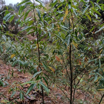 木姜苗，也叫山胡椒两年大苗，当年种可开花结果。