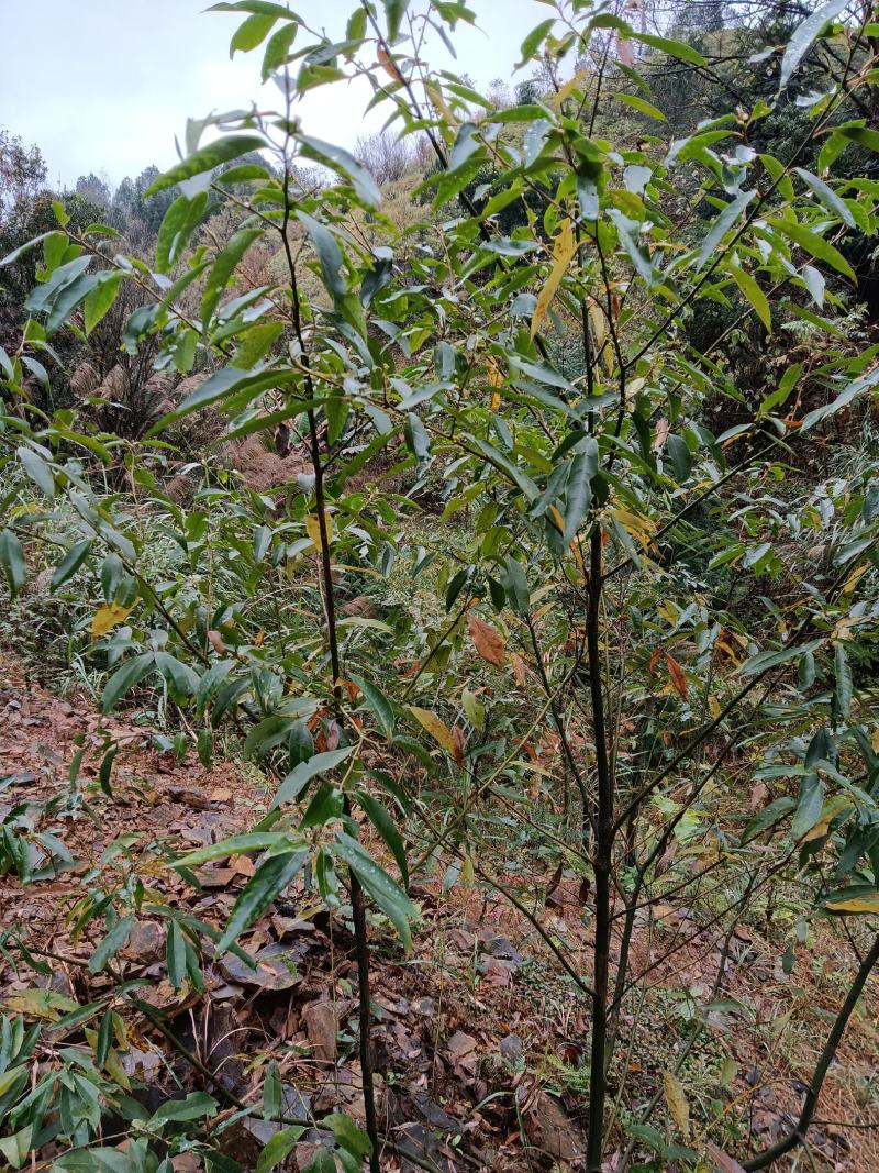 木姜苗，也叫山胡椒两年大苗，当年种可开花结果。