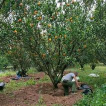 四川成都温江区苗圃基地橘子树，质量保证欢迎咨询