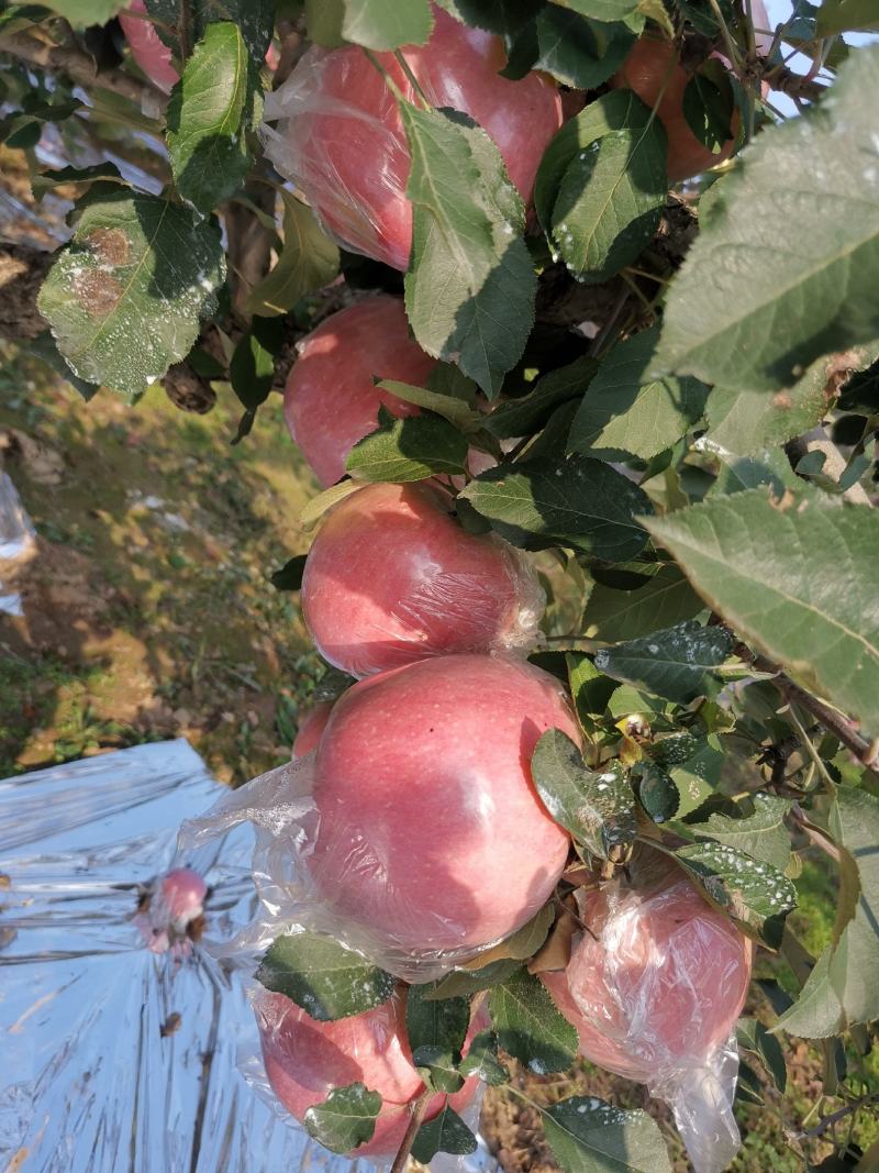 纸加膜红富士苹果，货源充足，口感脆甜爽口，欢迎客户们前来
