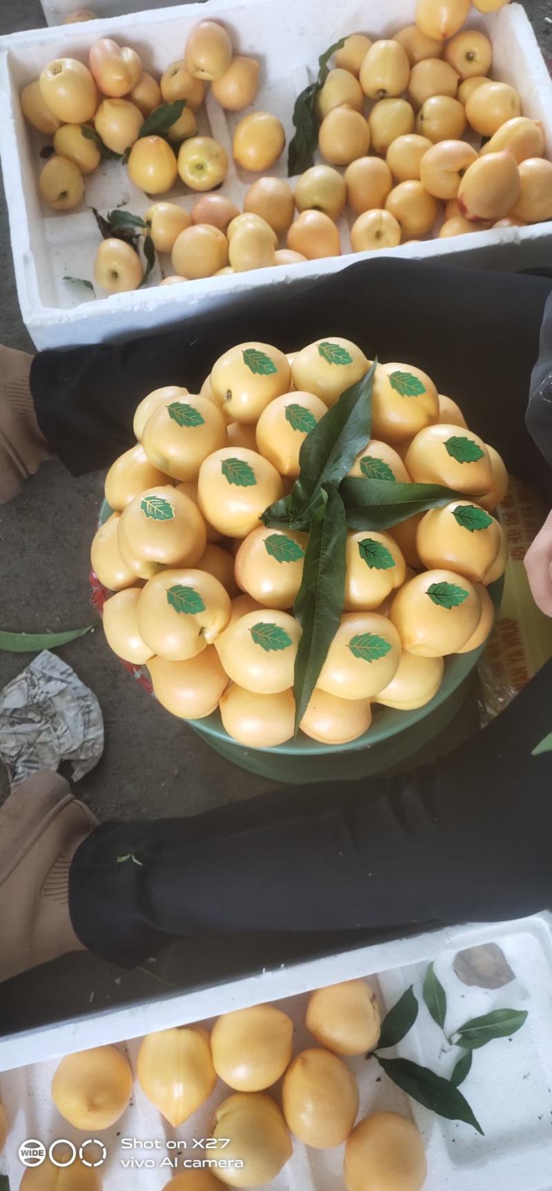 大连大棚油桃春节后就上市了
