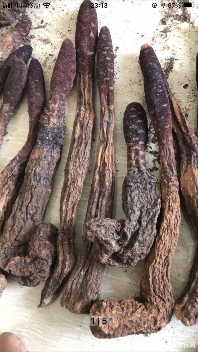 肉苁蓉鲜干片、油苁蓉切片原产地阿拉善
