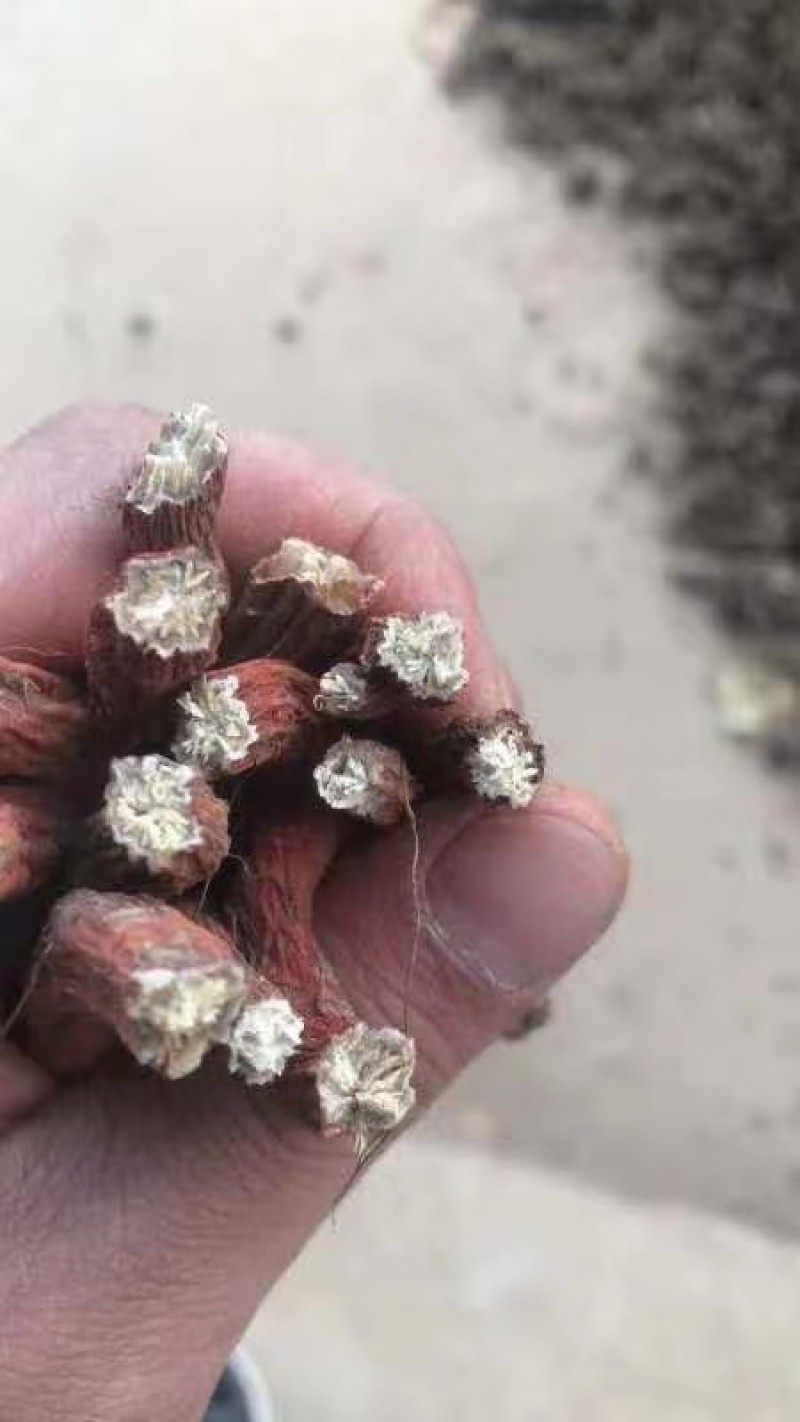 川丹参，统货，选条，基地供货，包质量，欢迎各位光临