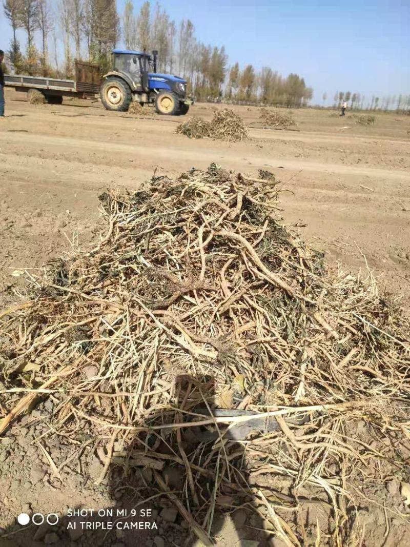 板蓝根根陕西板蓝根植物板蓝根【质优价廉】平价批发