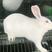 新西兰肉兔种兔品种级别代系优良全国发货品质保证货量充足