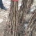 【店主推荐】山东果苗山楂苗（甜红子，大金星，大五菱）包邮