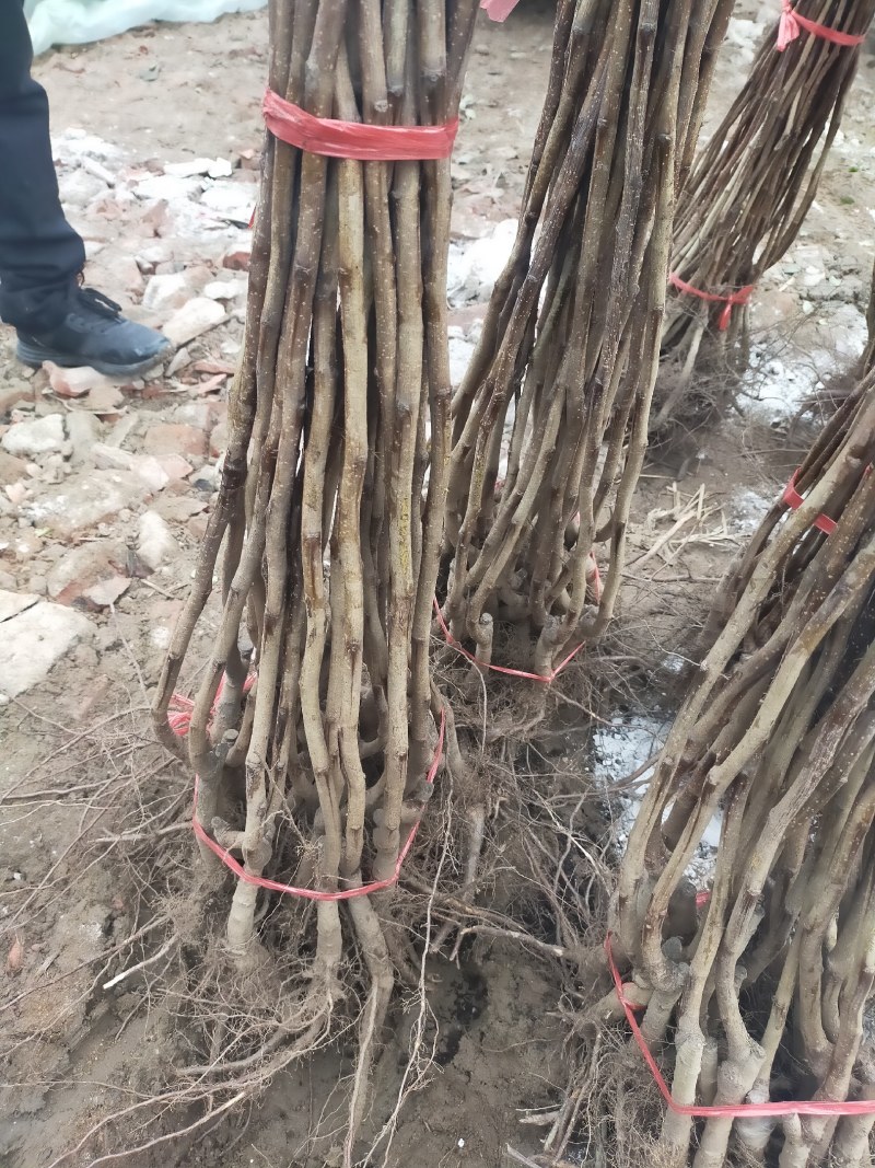 【店主推荐】山东果苗山楂苗（甜红子，大金星，大五菱）包邮