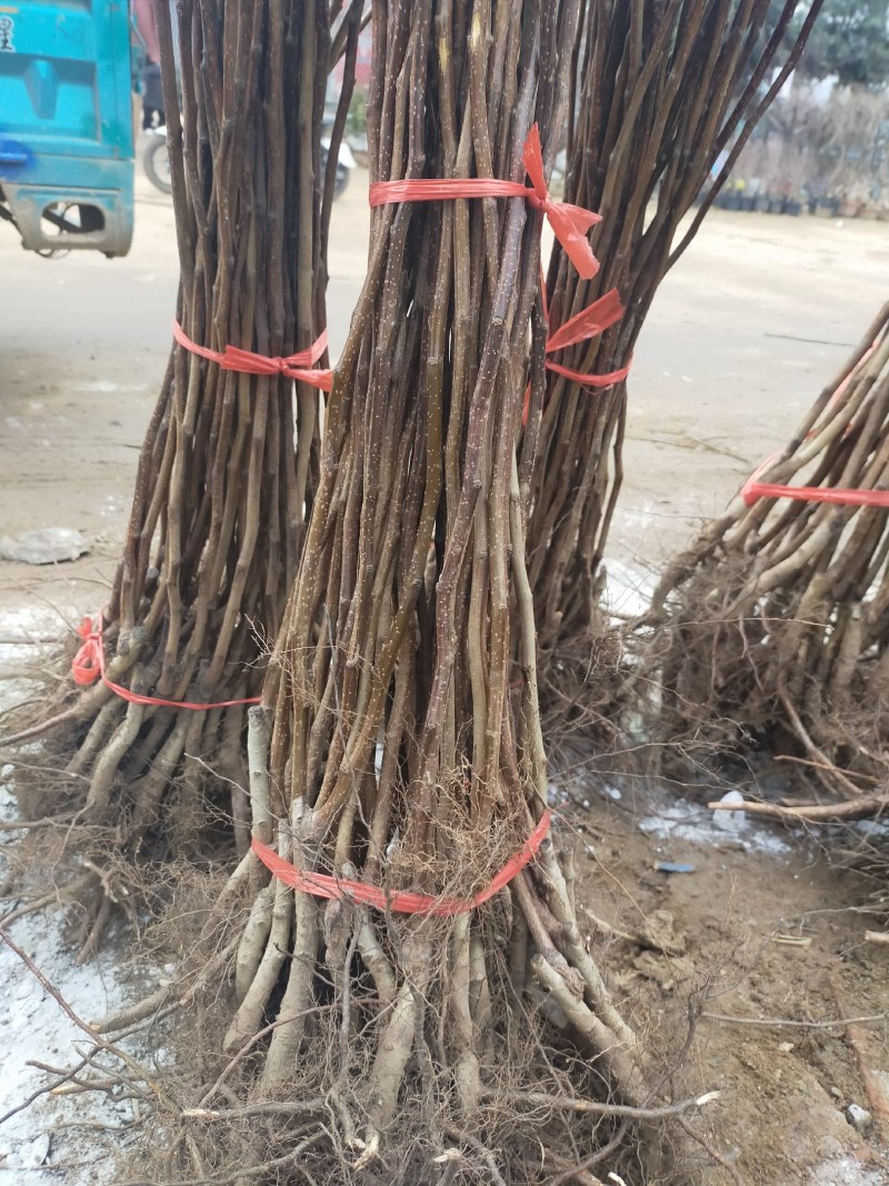 【店主推荐】山东果苗山楂苗（甜红子，大金星，大五菱）包邮