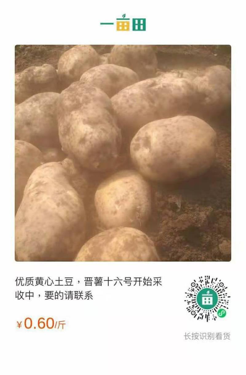 山西万宝山优质黄心土豆