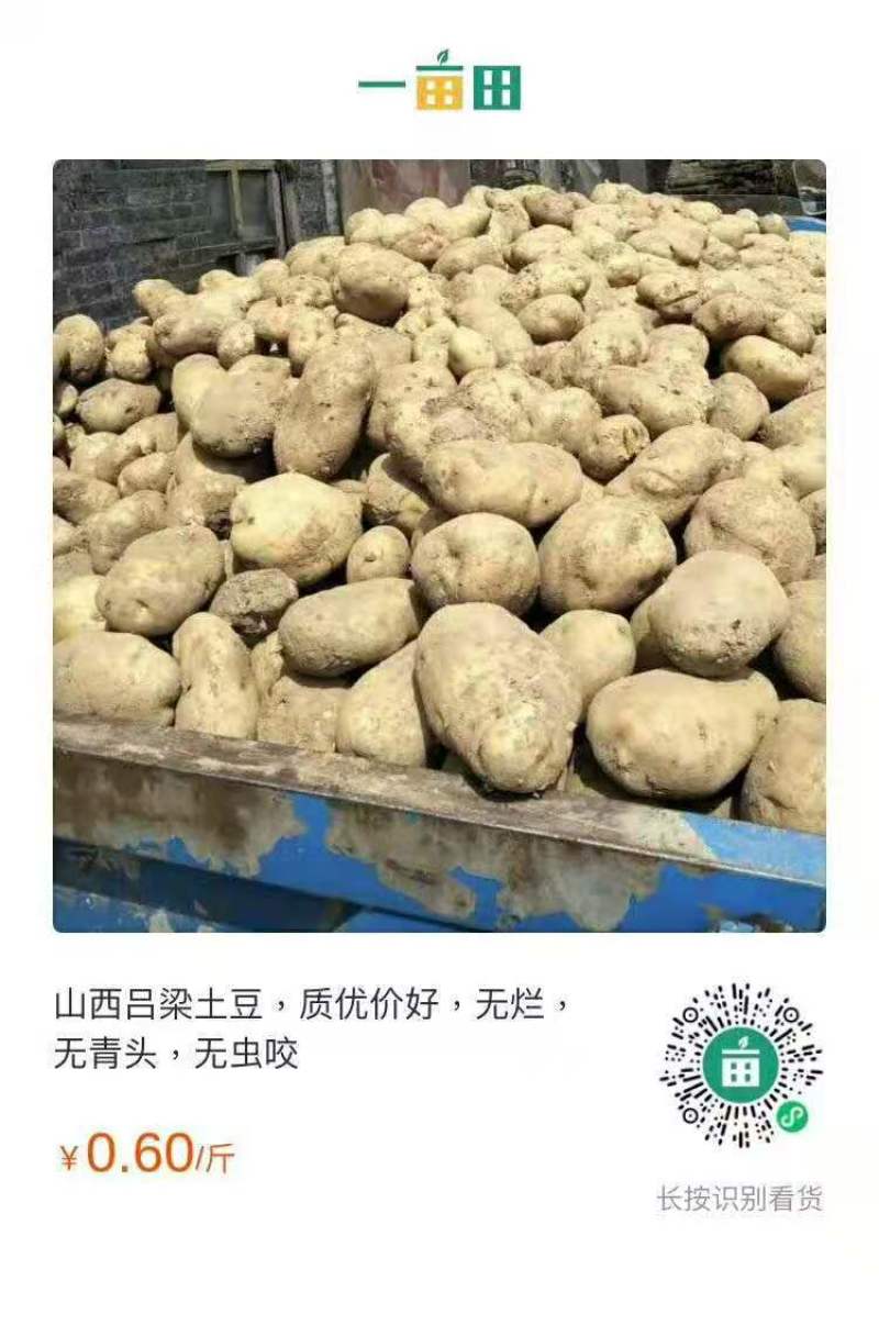 山西万宝山优质黄心土豆