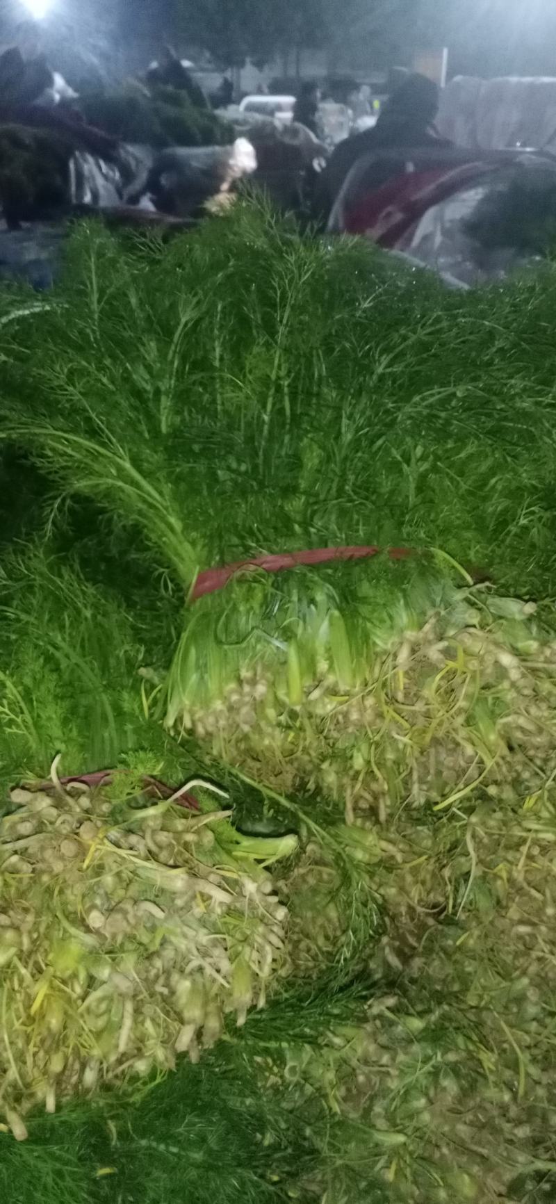 【精品】茴香河北茴香产地直发一手货源价低欢迎咨询