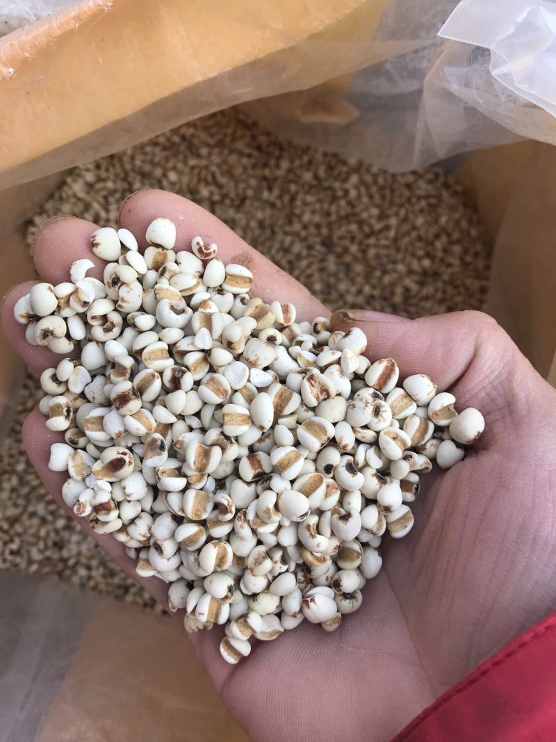 薏米纯无硫贵州薏米仁产地直销