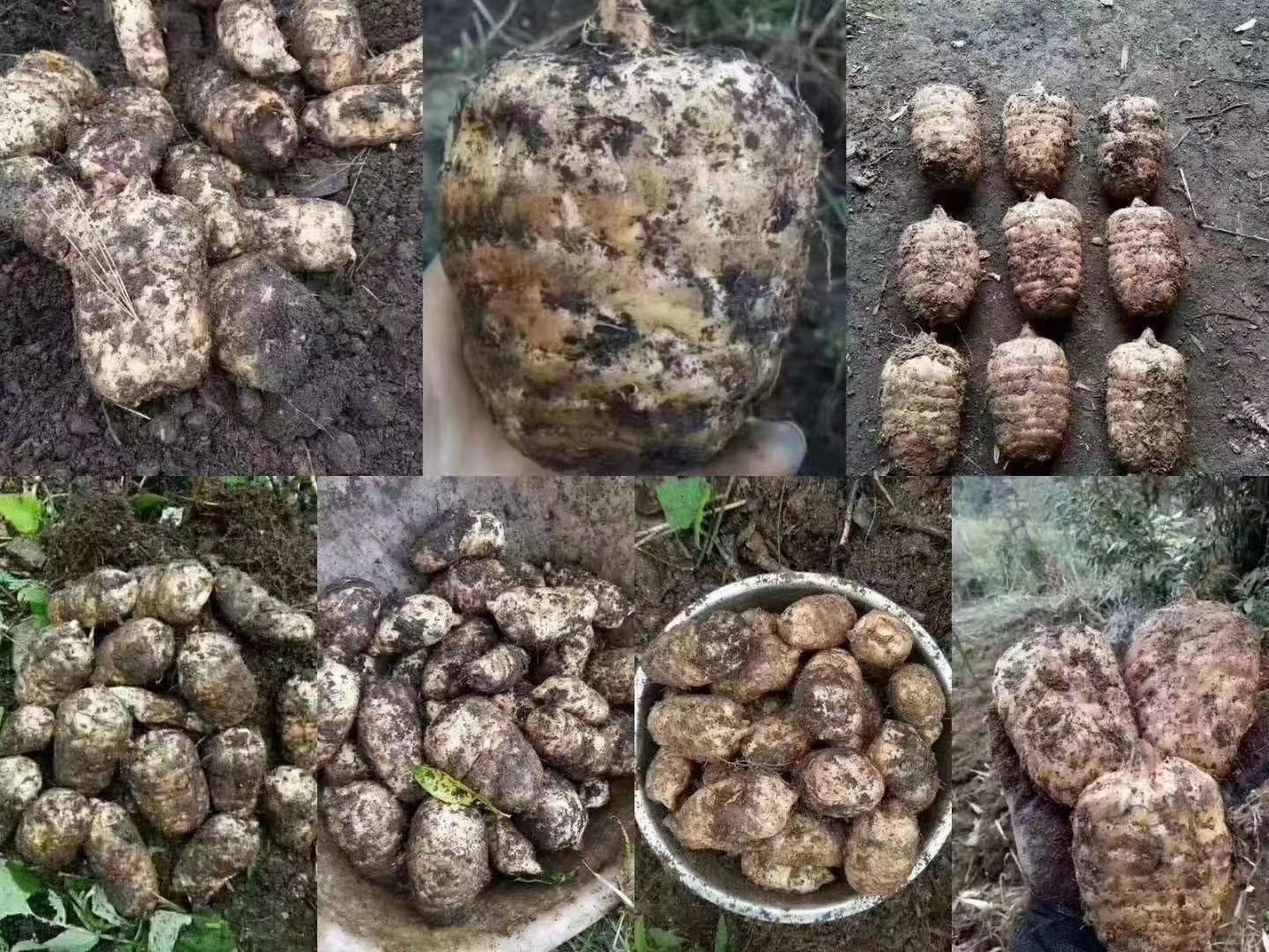 中国芝麻主产区分布图,展示河南、湖北、安徽、江西、广西等地为主要种植区域 芝麻种植分布图