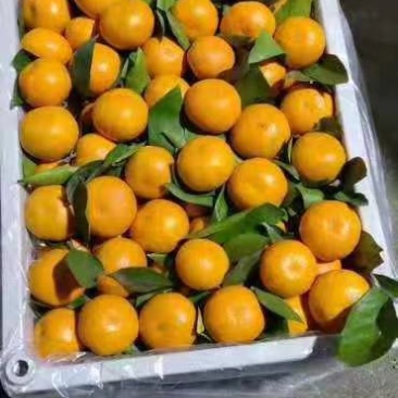 浙江精品叶橘精品中的精品